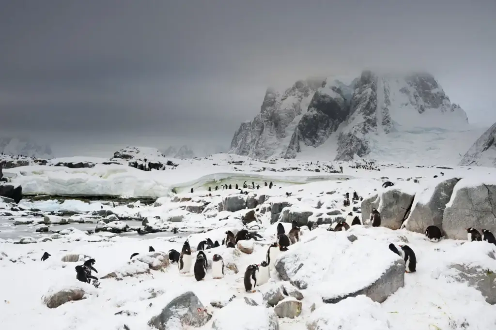 Gentoo penguins across the snowy landscape of Petermann Island