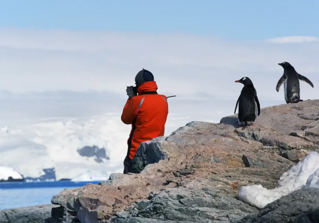Person photographing the scenery of the Antarctic Peninsula, observed by two gentoo penguins,