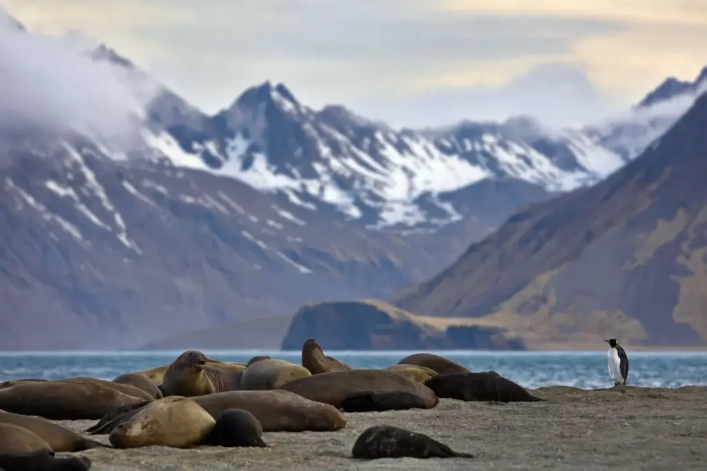 Colony of seals (Pinniped), and a penguin at a coast in South Georgia, Antarctica