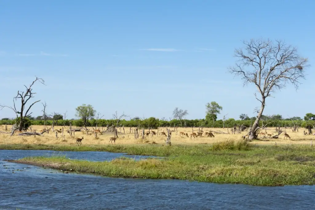 Khwai floodplain with a river and distant wildlife in Botswana