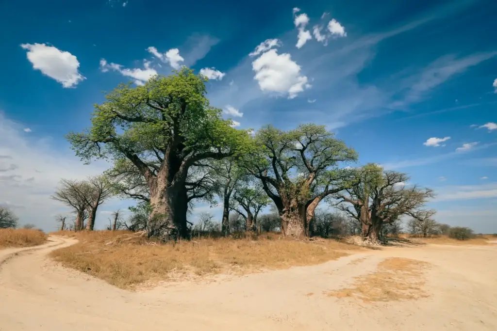 Baobab trees beside a winding dirt path in Botswana