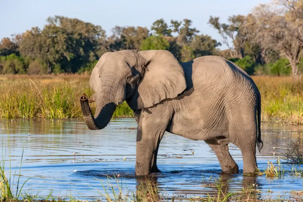 African elephant standing in an Okavango Delta waterhole in Botswana