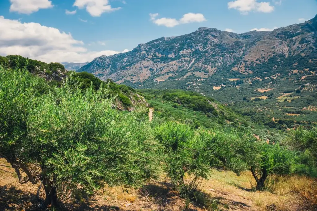 Olive groves across a mountainous rural landscape in Crete