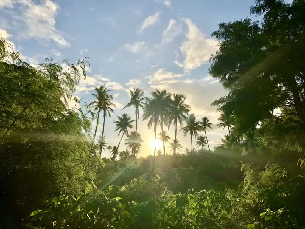 Sunrise filtering through dense tropical palms on a Yasawa island