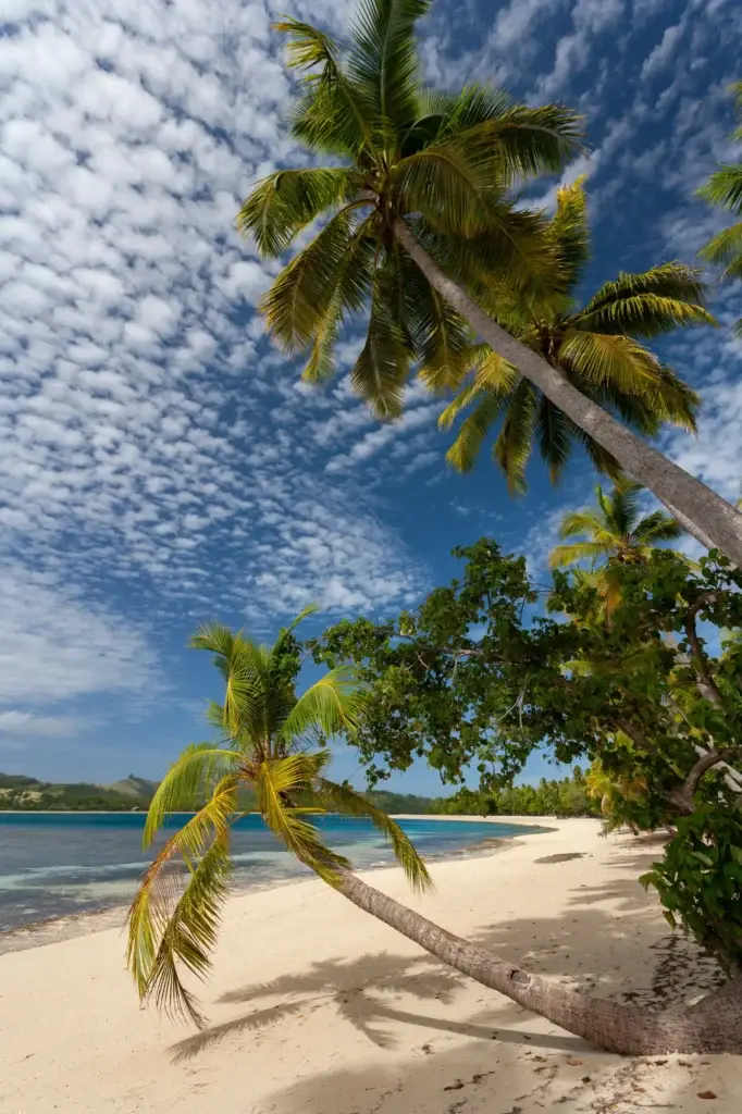 Tall palms leaning over a quiet white-sand beach in the Yasawa Islands