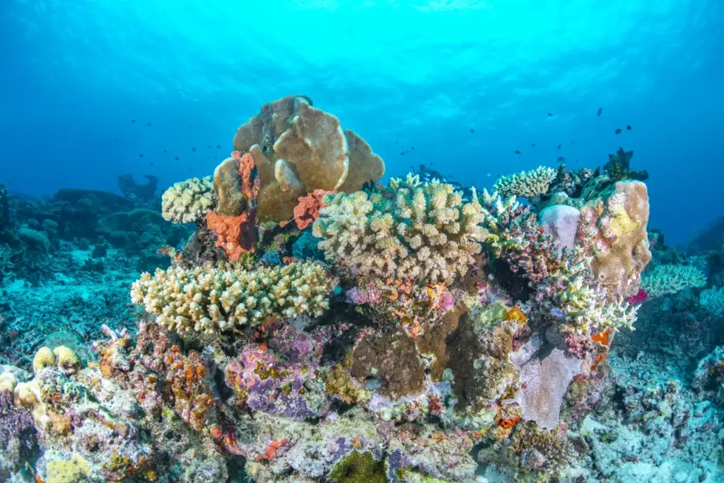 Colorful coral formation beneath clear blue water in Fiji