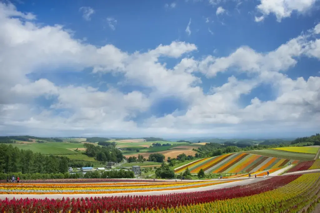 Summer flower fields and rolling hills in Biei, Hokkaido