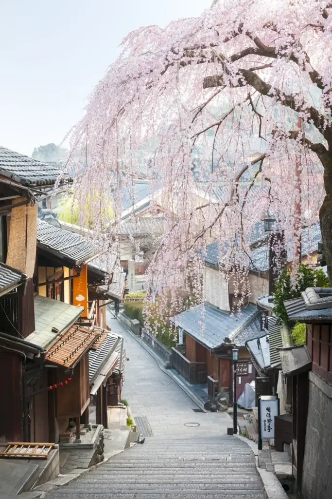 Cherry blossoms arching over Sannenzaka’s historic lane in Kyoto