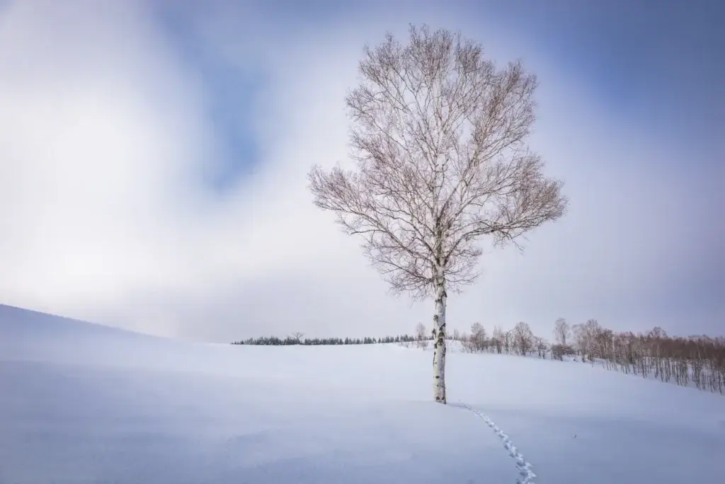 Lone tree in a snow-covered field at Biei in Hokkaido