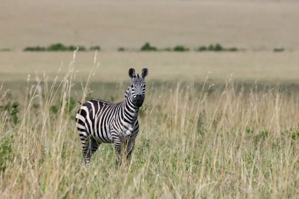 Zebra standing in tall grass in the Maasai Mara