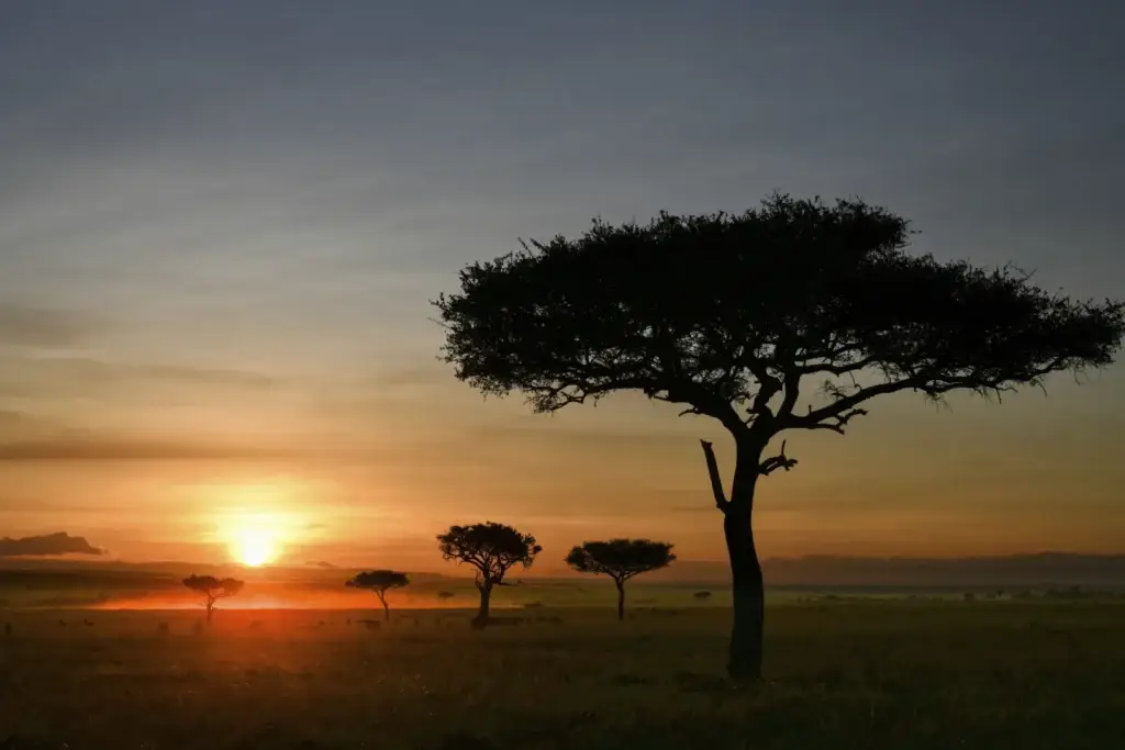 Sunrise over acacia trees on the plains of the Maasai Mara