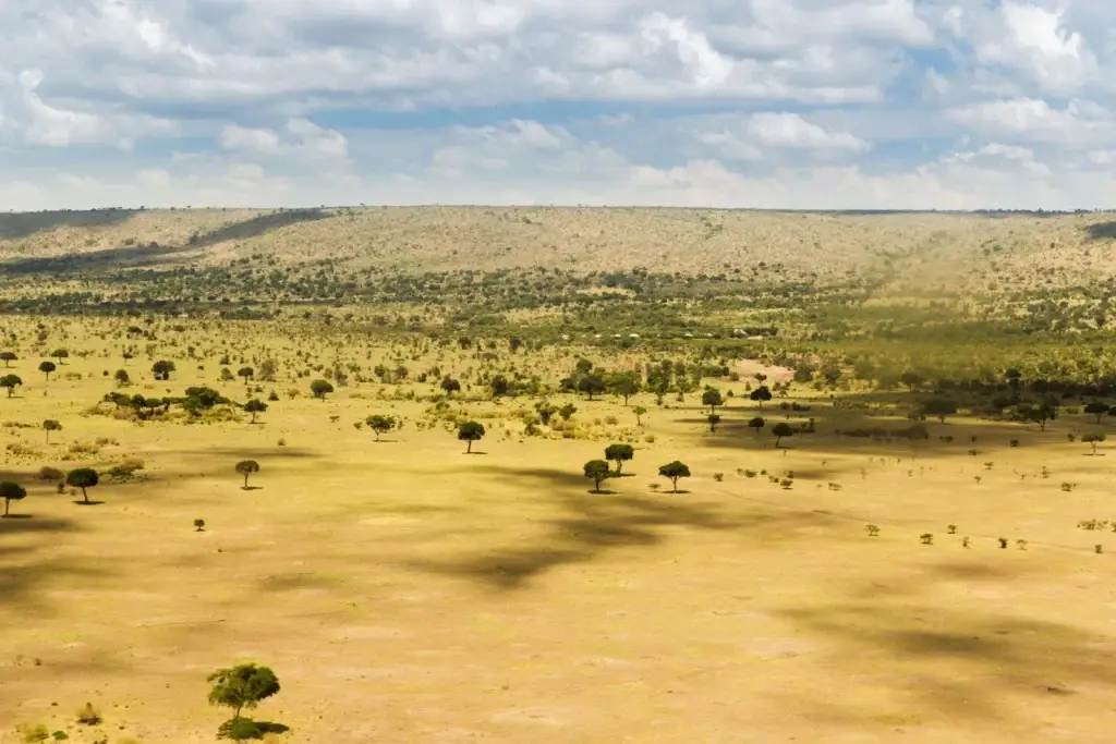 Open savanna and scattered trees in the Maasai Mara