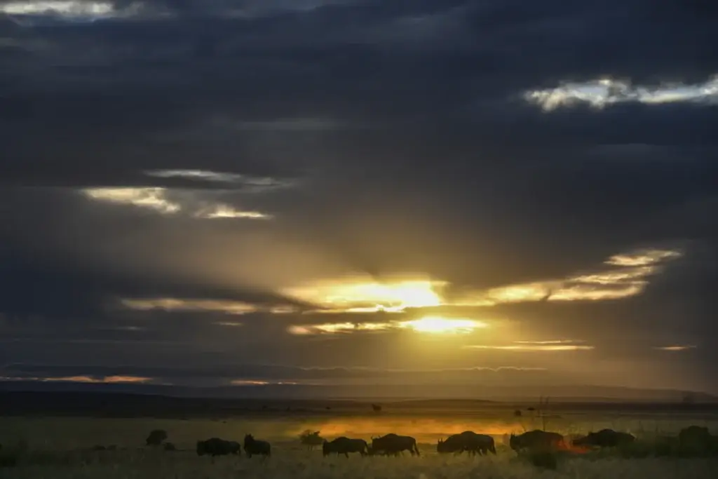 Dawn across the plains of the Masai Mara in Kenya