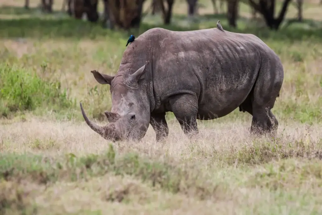 Rhinoceros In The Lake Nakuru National Park, Kenya