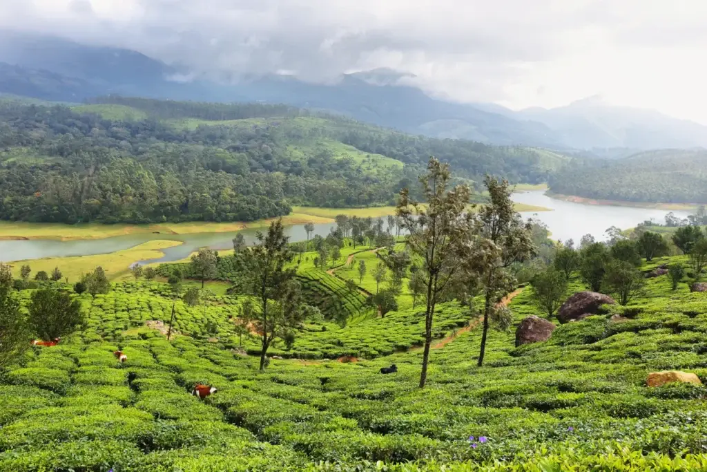 Munnar hills plus backwaters