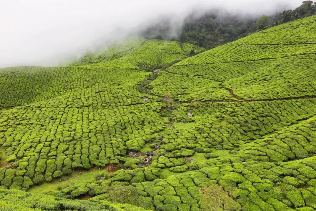A tea-landscape morning near Munnar