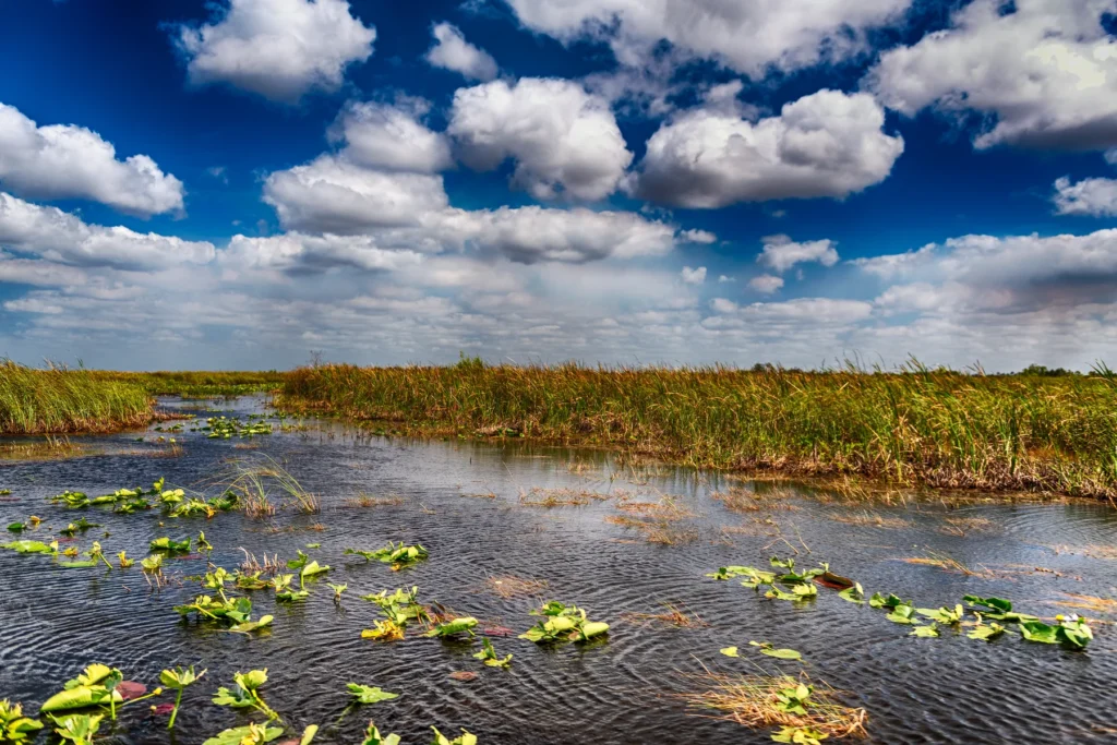Sawgrass wetland in Everglades National Park, Florida