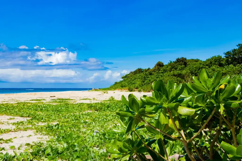 Sandy beach and coastal vegetation on Ishigaki island, Okinawa