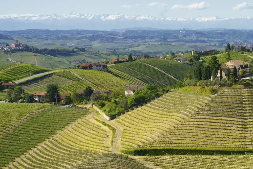 Vineyards of Langhe, Piedmont, Italy near Alba at May
