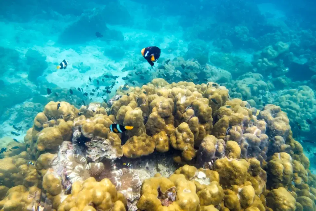 Tropical fish around a coral reef underwater