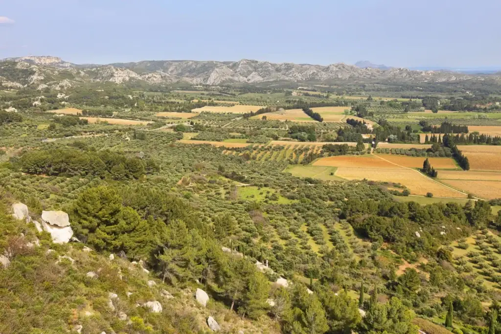 Olive groves and limestone ridges in the Alpilles landscape