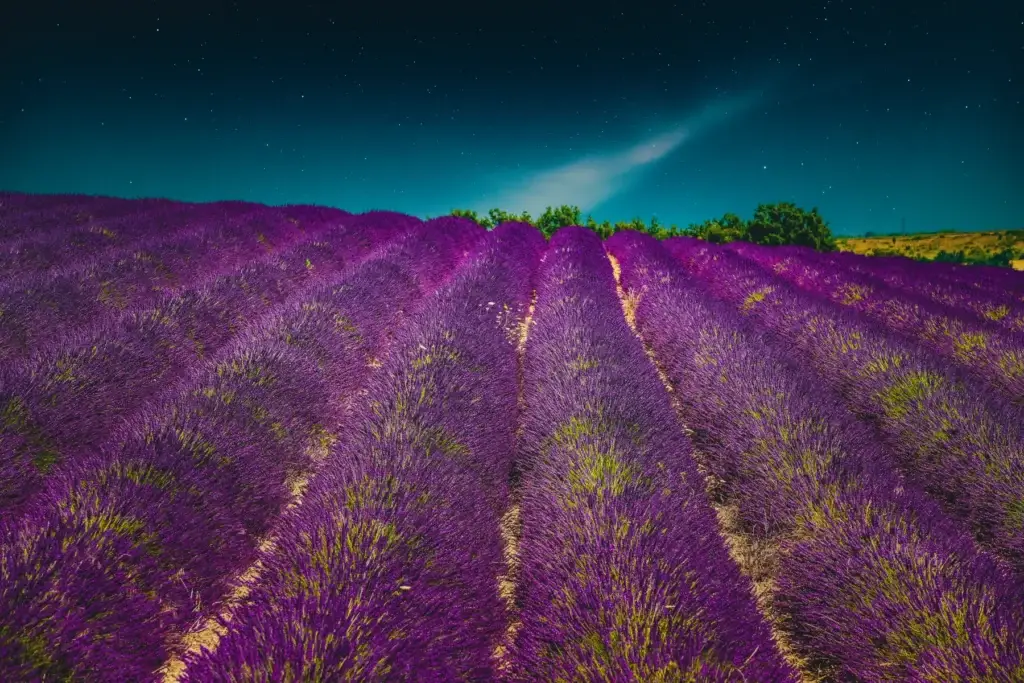 Lavender as living agriculture