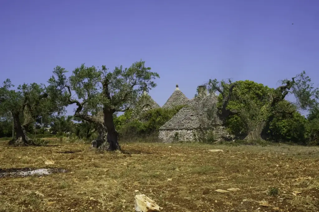 Olive trees and trulli in the countryside between Alberobello and Locorotondo