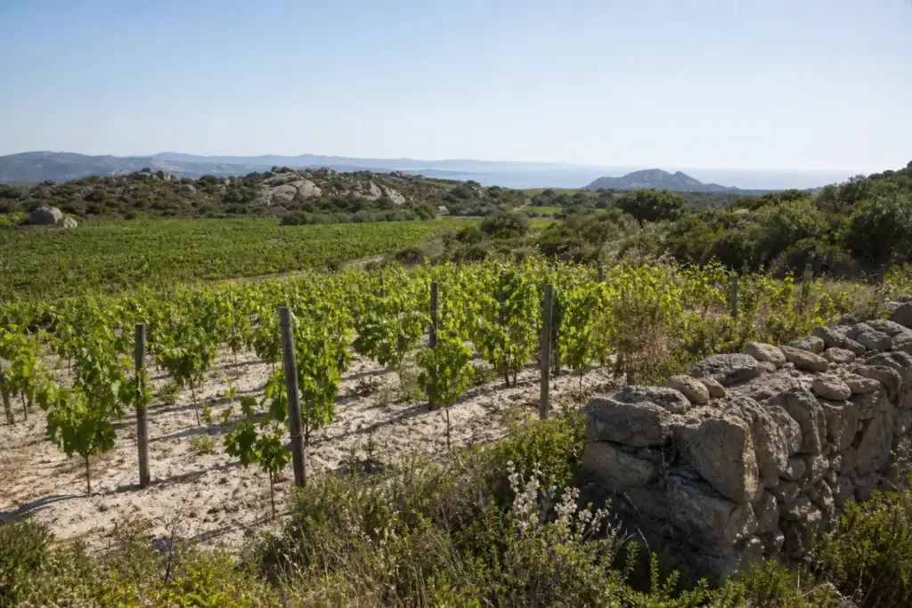 Vermentino vineyard in the granite landscape of Gallura, Sardinia