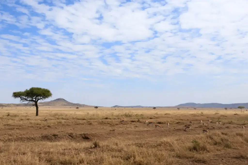 Open grassland and acacia trees in Serengeti National Park, Tanzania