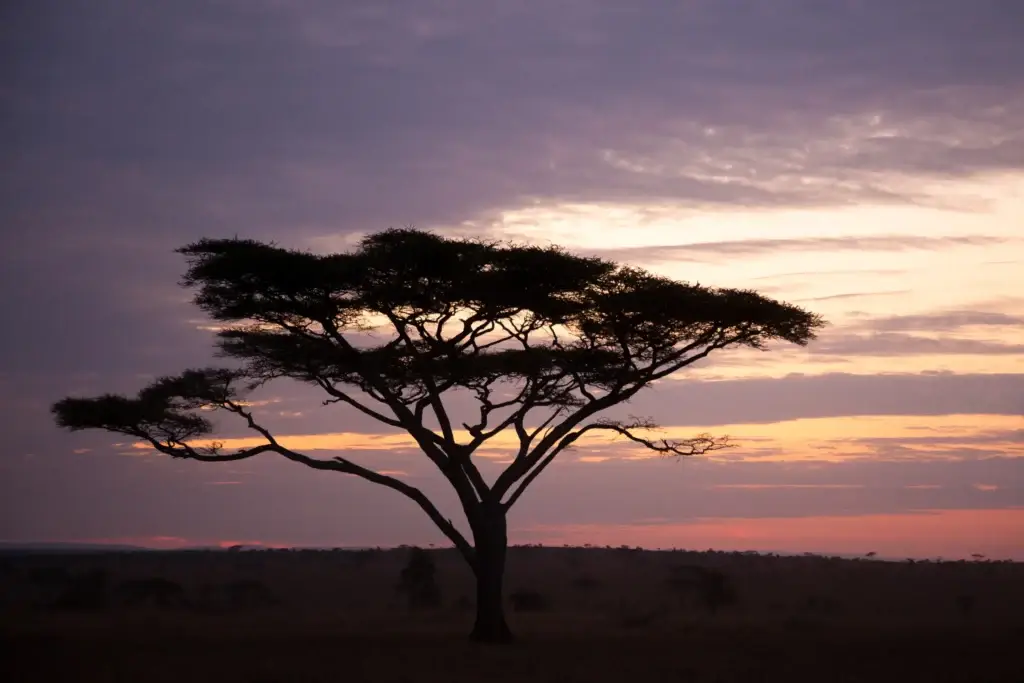 Dawn light over the plains of Serengeti National Park