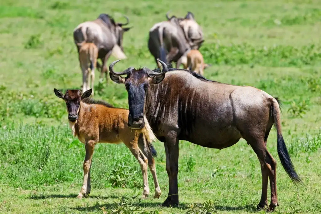 Wildebeest crossing the Serengeti grasslands in Tanzania