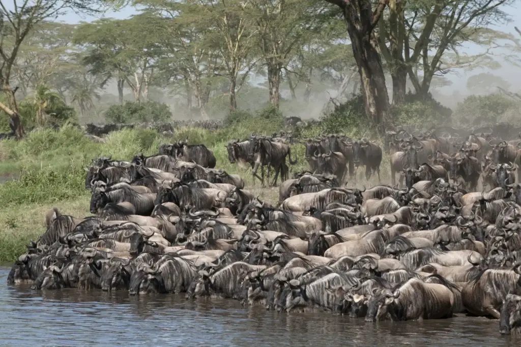 Herds of wildebeest at the Serengeti National Park, Tanzania, Africa