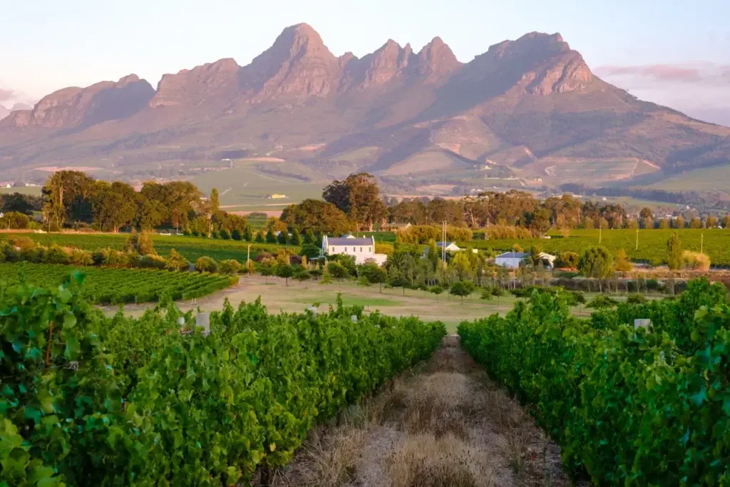 Stellenbosch vineyard and mountains at sunset in South Africa