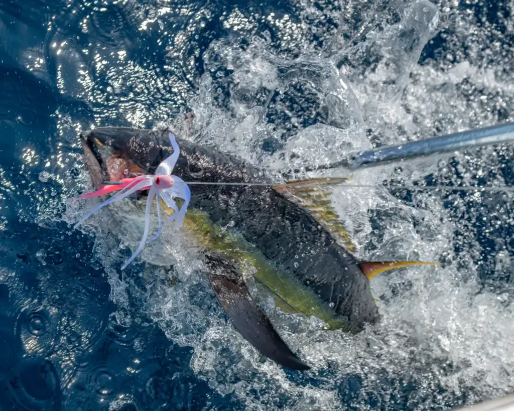 Close-up of a person catching a fish in the ocean