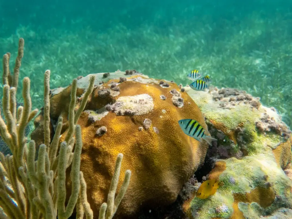 Tropical fish and coral reef in clear waters.