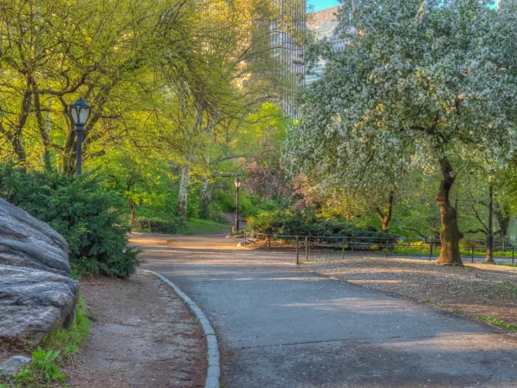 Spring In Central Park, New York City In The Early Morning