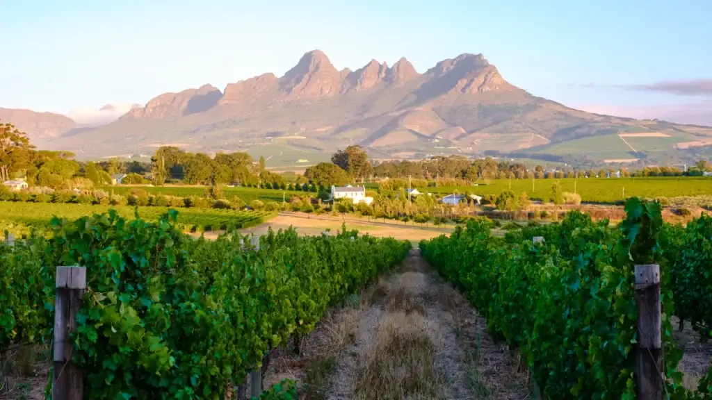 Vineyard rows and mountains at sunset in Stellenbosch