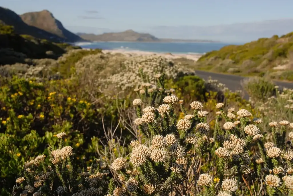 Coastal wildflowers and ocean landscape at the Cape of Good Hope