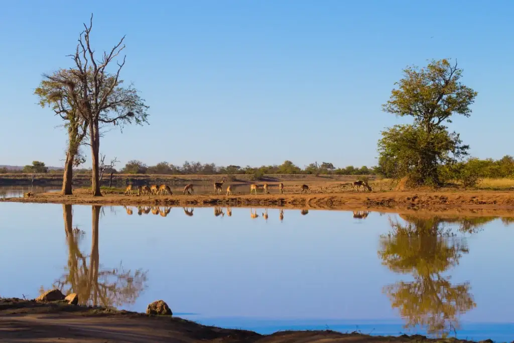Antelope beside a reflective waterhole in Kruger National Park
