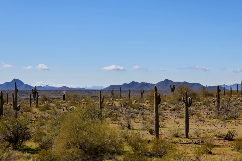Arizona desert landscape with saguaro cactus and distant mountains