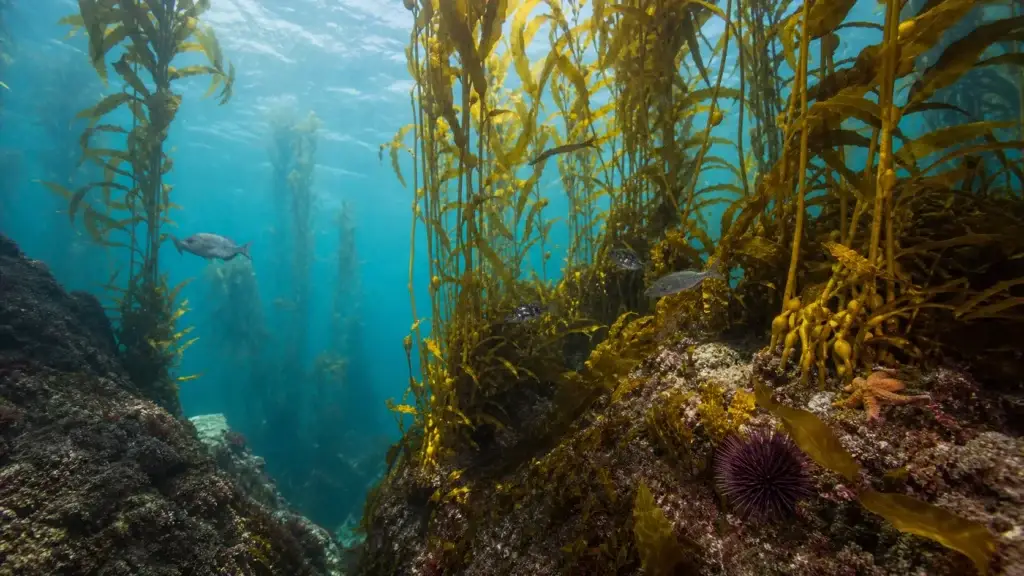 Monterey Bay kelp forest or marine ecosystem