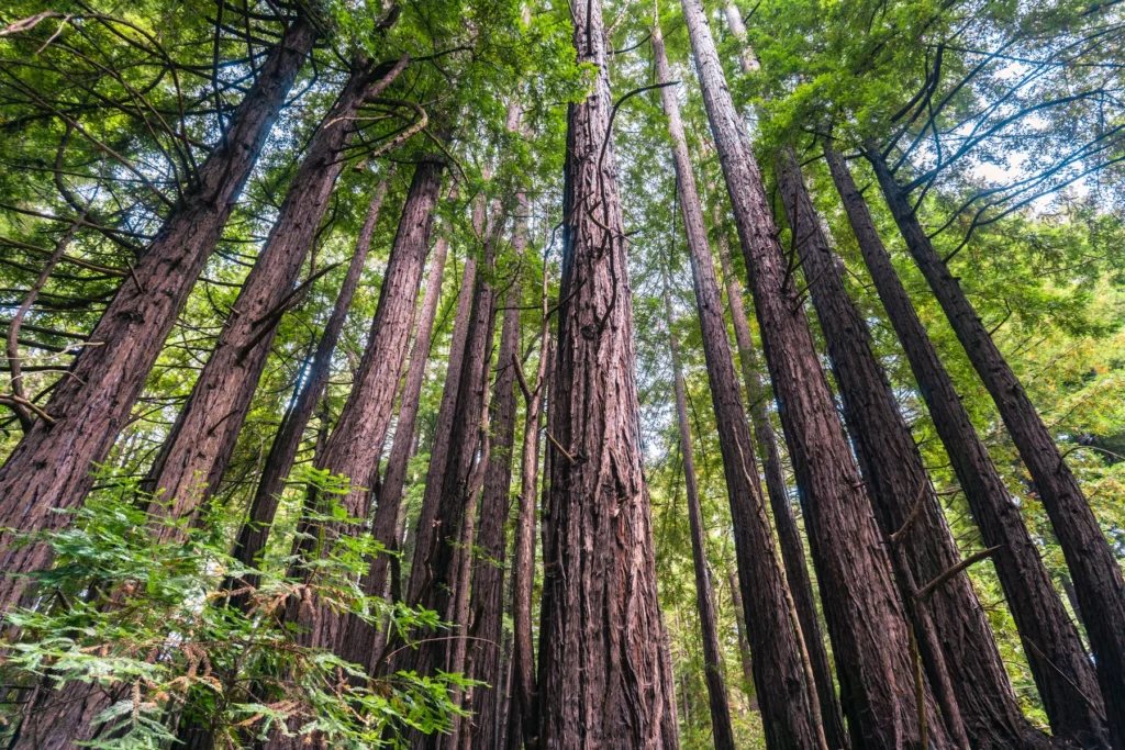 Big Sur coastal redwood forest