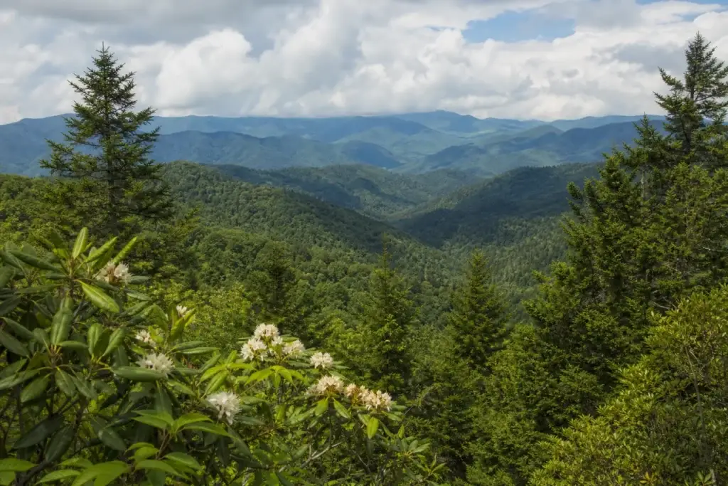 Great Smoky Mountains forest ecology