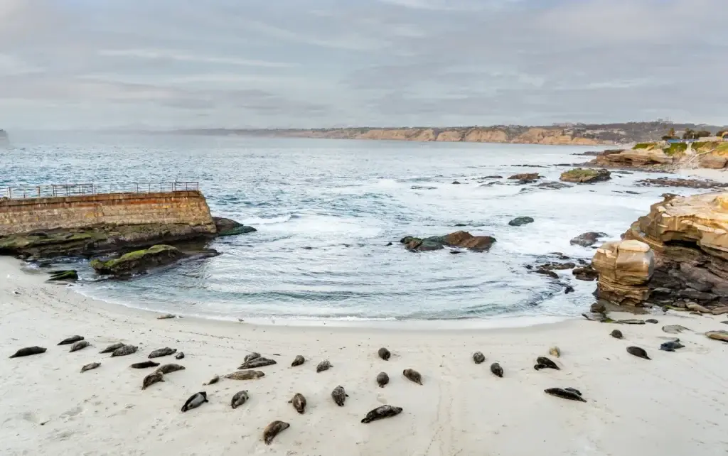 La Jolla marine wildlife