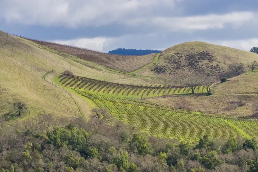 Sonoma County vineyard landscape with varied terrain