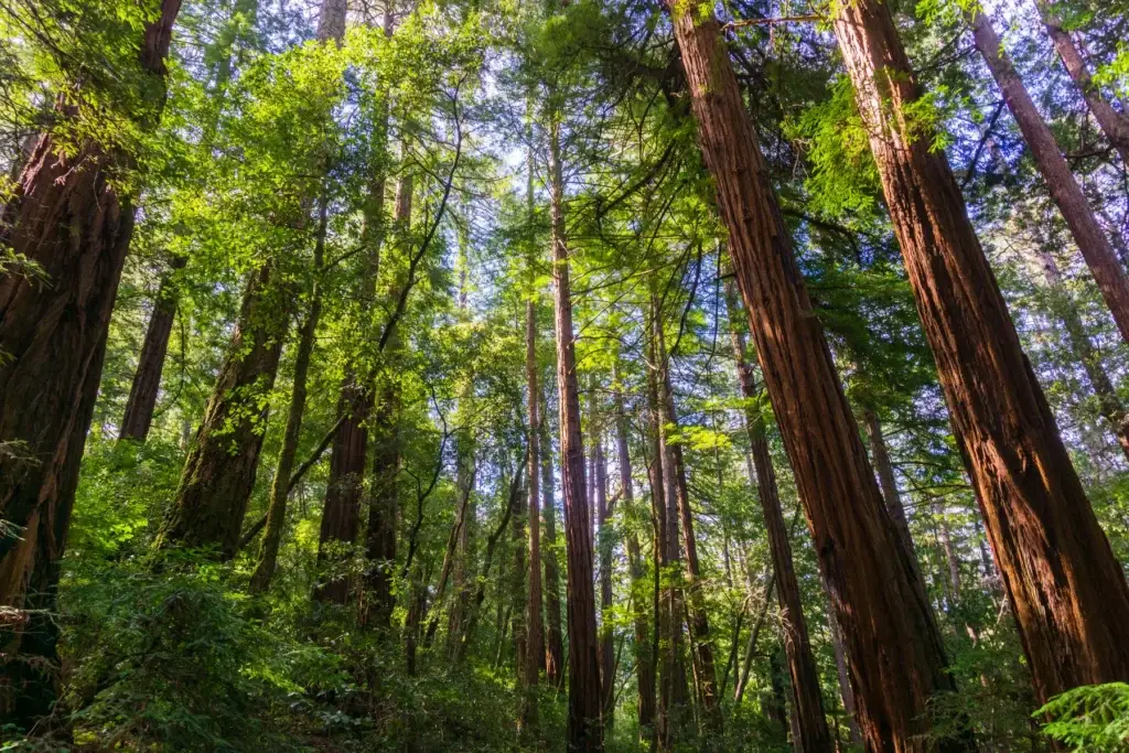 Armstrong Redwoods State Natural Reserve