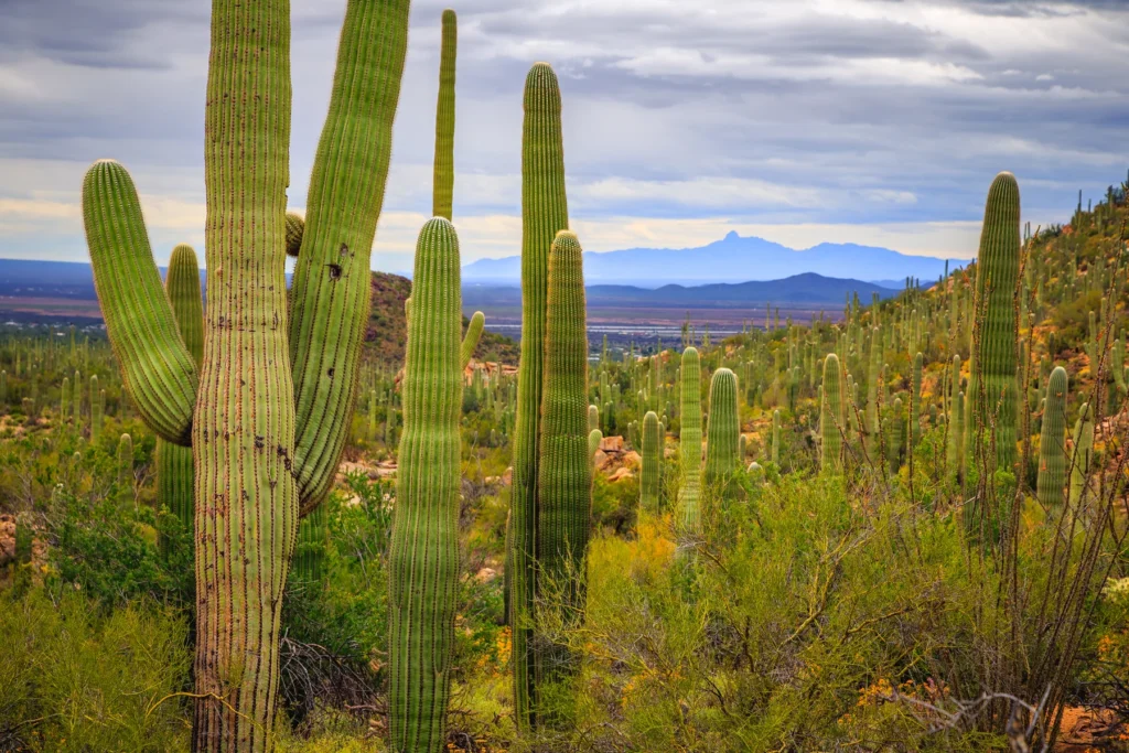 Read the Sonoran Desert with a naturalist
