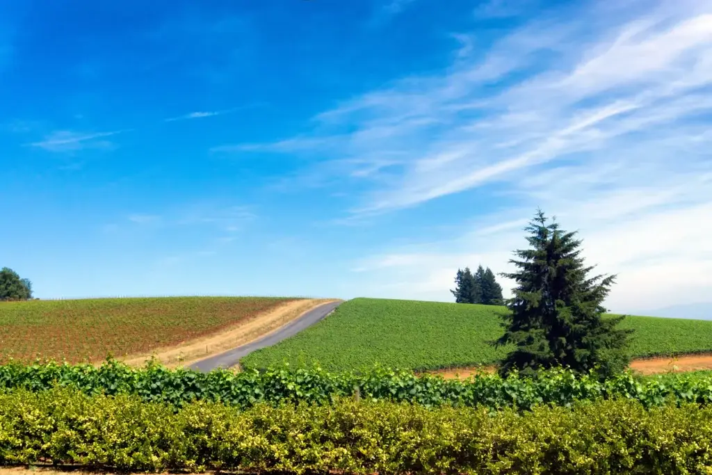 Willamette Valley vineyard