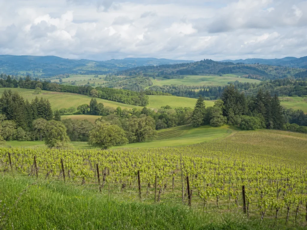 southern Willamette Valley vineyard