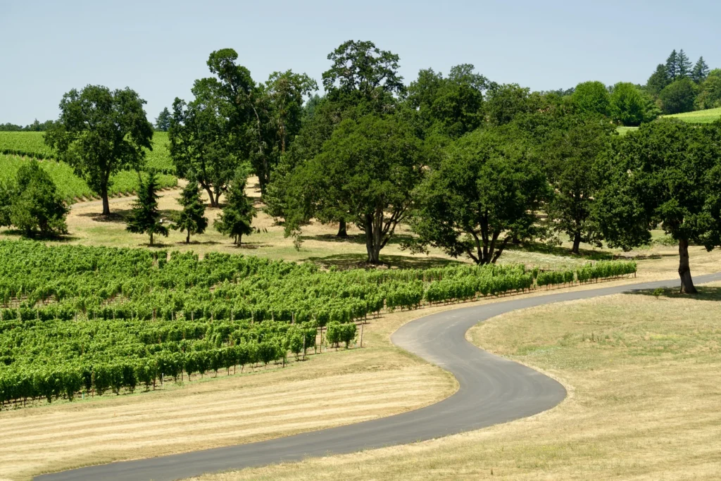 Oregon wine country road